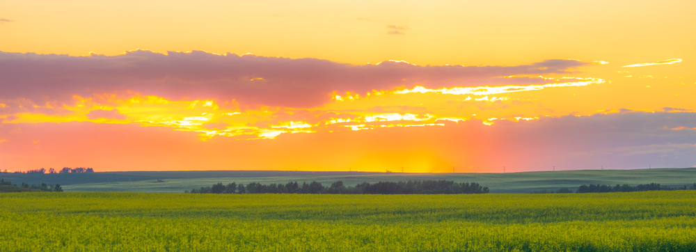 sunset over canola fields in Airdrie, Alberta