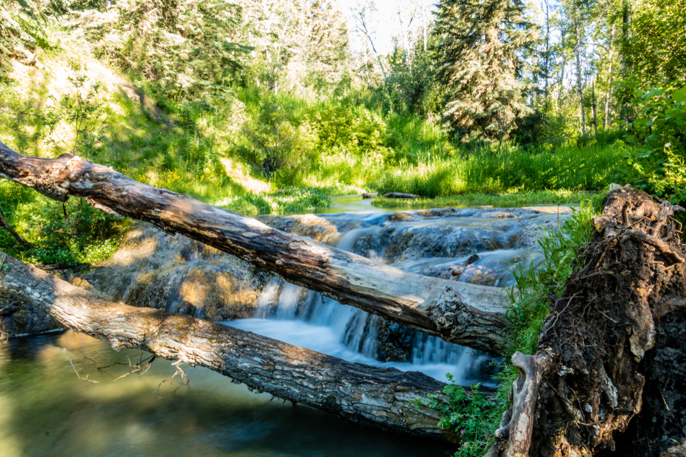 Bearspaw river Alberta sunshine in woods